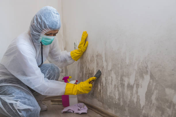 Best Commercial Mold Removal  in West Monroe, LA