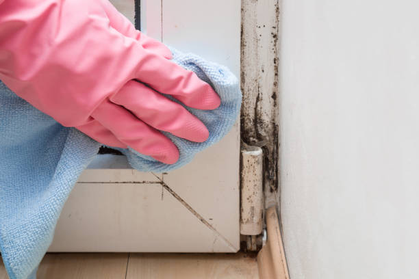 Reliable West Monroe, LA Mold Removal Solutions